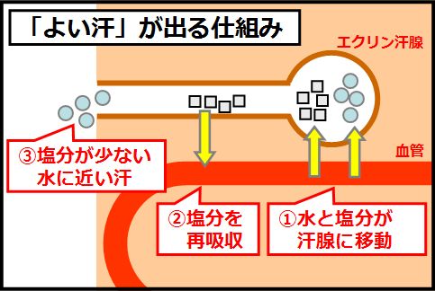 よい汗っかきは汗腺が健康