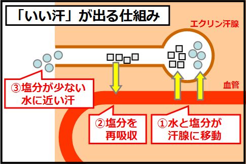 汗腺トレーニングで「いい汗」をかく