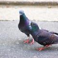 尿酸の結晶が見たければ鳩のフンを見ればよい