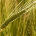 大麦がスーパーでは押麦として並んでいる理由