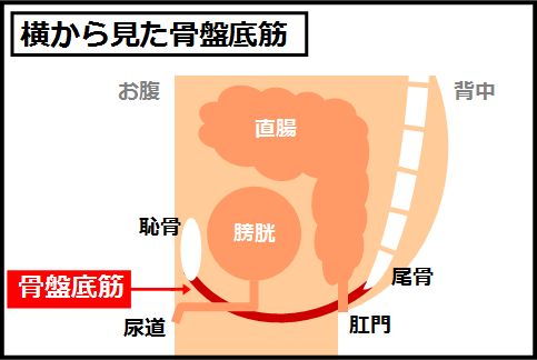 胃下垂の治し方は骨盤底筋を強化することがキモ
