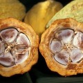 チョコレートの健康効果はじつは発酵食品だから