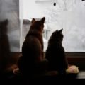 猫背の原因は肩甲骨と背骨をつなぐ菱形筋の衰え