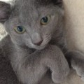頭痛を治すなら首のインナーマッスル体操が効く