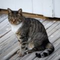 菱形筋を鍛えることが猫背を治す方法だった