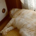 まぶたの腫れは高脂血症のサインかもしれない