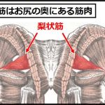 梨状筋