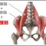 腸腰筋はつまずき防止インナーマッスル