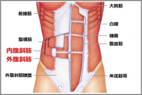 腹斜筋の筋トレで体のゆがみを治してダイエット