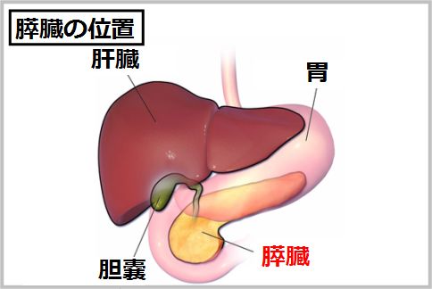 膵臓がんの症状を把握するために位置を知る