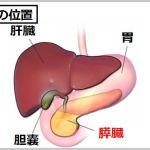 膵臓の位置