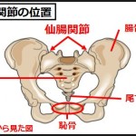 仙腸関節の位置
