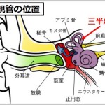 三半規管の位置