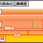 皮膚