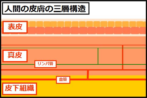 皮膚がんが転移しやすい理由