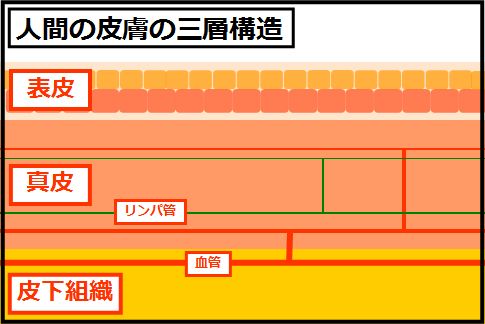 人間の皮膚の三層構造