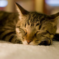 質の良い睡眠は就寝3時間のノンレム睡眠がカギ