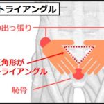 腸腰筋の鍛え方